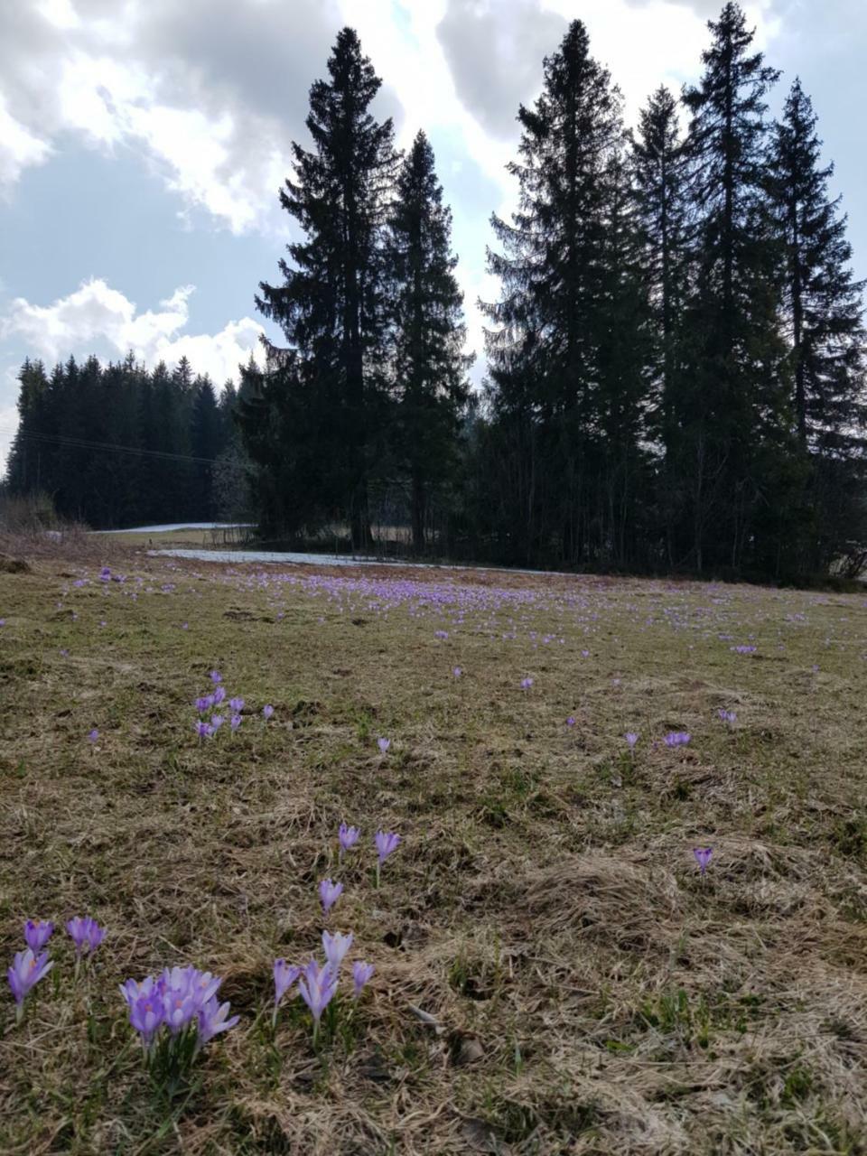 Willa Smiechowka Koscielisko Bagian luar foto